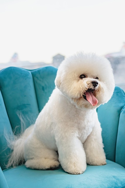 Textured animal care studio backdrop for professional dog grooming
