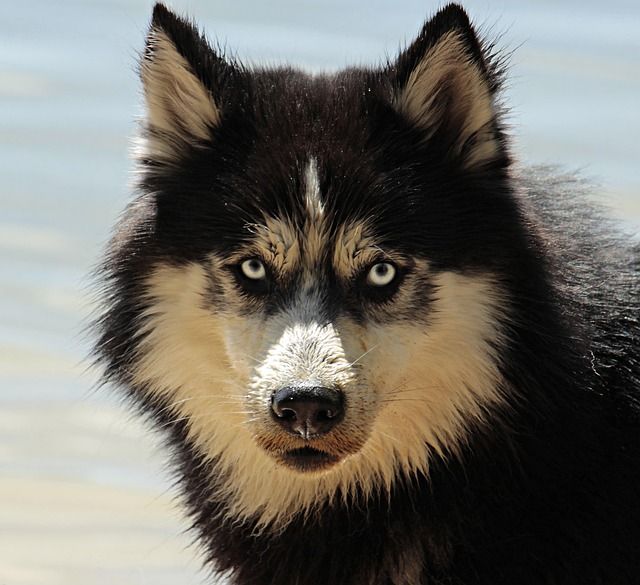 Professional dog coat grooming result with clean texture and controlled shape