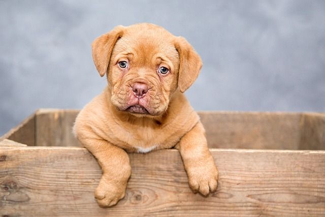 Lead coat specialist for professional dog grooming