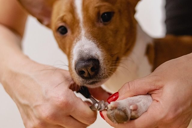 Canine paw care specialist providing nail trimming support
